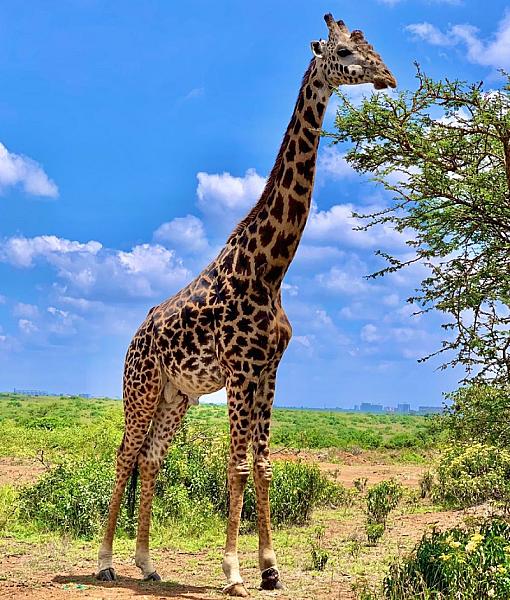 Kenya Tru Nomads Tours Ltd