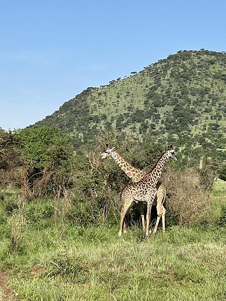 Safari Seekers