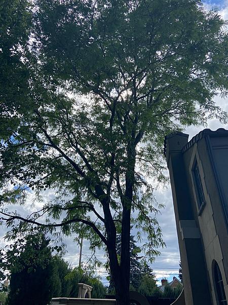 Donovan Arborist