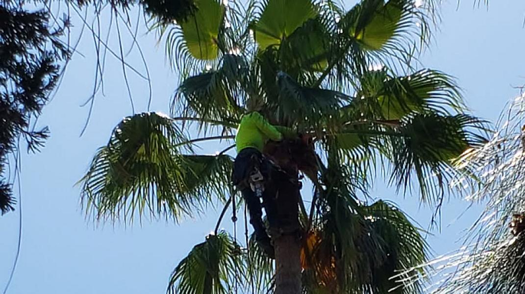 Green Life Tree Service & Painting LLC